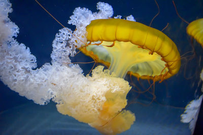 Close-up of jellyfish in sea