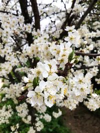 Close-up of white cherry blossoms in spring