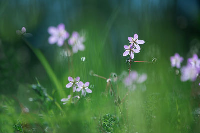 Close-up of wildflowers