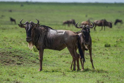 Wildebeest in a field