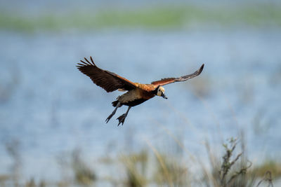 Bird flying over field