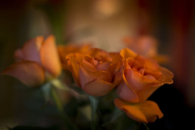 Close-up of flowers against blurred background