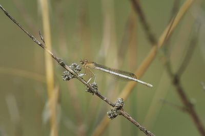 Close-up of insect on plant