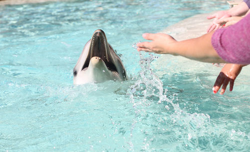 Woman gesturing towards bottle-nosed dolphin swimming in pond