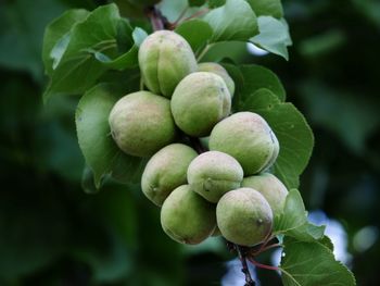 Close-up of berries growing on tree