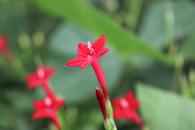 Close-up of red flowering plant