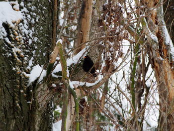 Bird perching on tree during winter