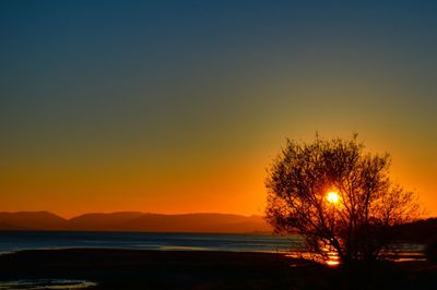 Silhouette tree by sea against orange sky