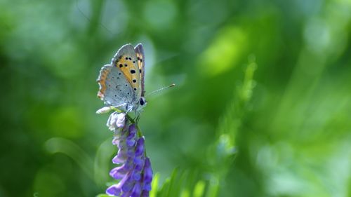 Close-up of butterfly on plant