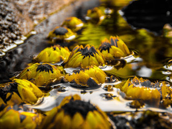 Close-up of yellow flowers in water