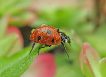 Close-up of ladybug on plant