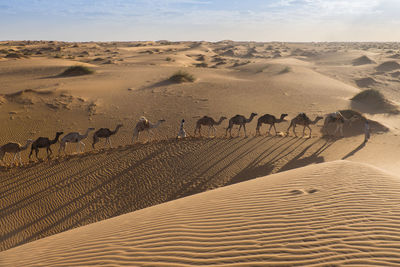 Camel caravan is crossing the sahara desert in soft afternoon light