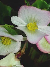 Close-up of yellow flower