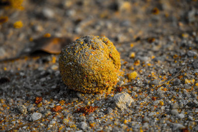 Close-up of lichen on rock