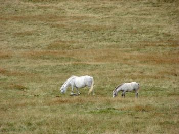 Sheep grazing on field