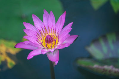 Close-up of pink water lily