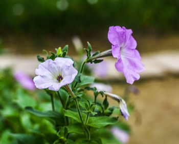 Close-up of pink flowering plant