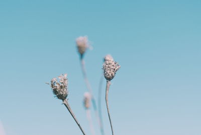 Close-up of wilted flower against blue sky