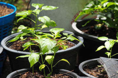 High angle view of potted plants