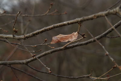 Close-up of dry plant on branch