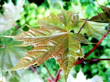 Close-up of maple leaves