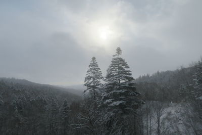 Trees on snow covered land against sky