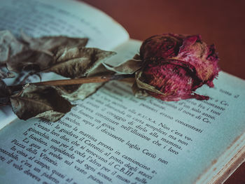 High angle view of dry flower on table