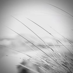 Low angle view of grass against sky