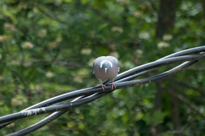 Close-up of bird perching on tree