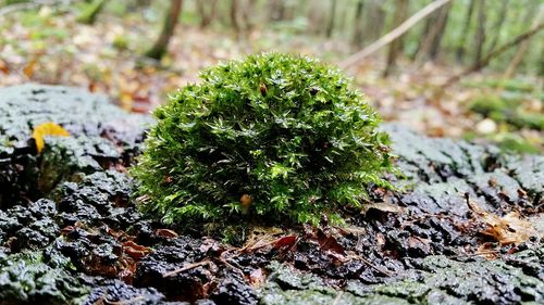 Close-up of lichen on moss