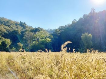 Plants growing on field against sky