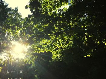 Trees in forest