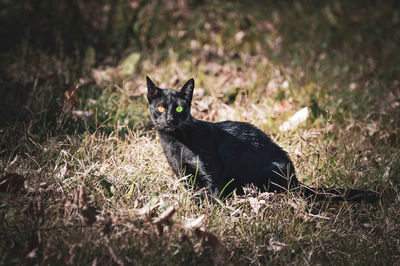 Portrait of a cat on field