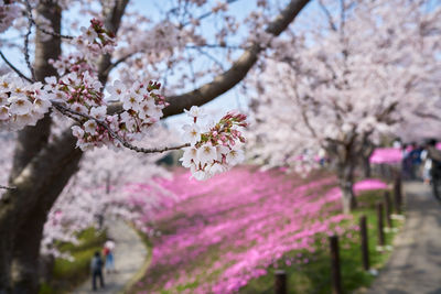 Cherry blossoms in spring