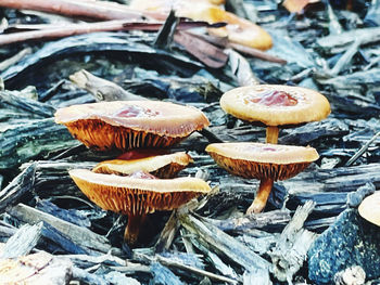 Close-up of mushroom on field