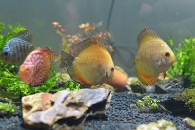 View of fish swimming in sea