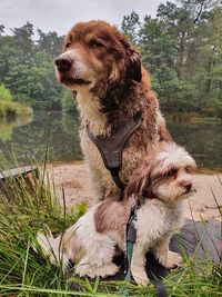 Dog sitting on field