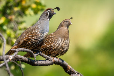 Close-up of bird perching on branch