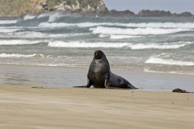 Sealions of the catlins, new zealand