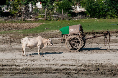 Cows on field