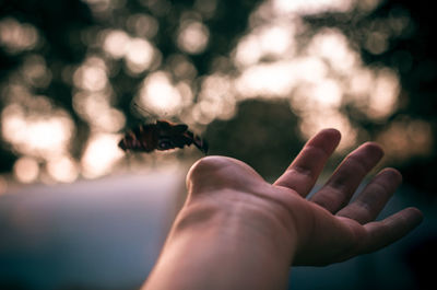 Close-up of human hand against blurred background