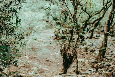 Close-up of plants against blurred water