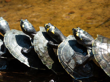 Close up turtles