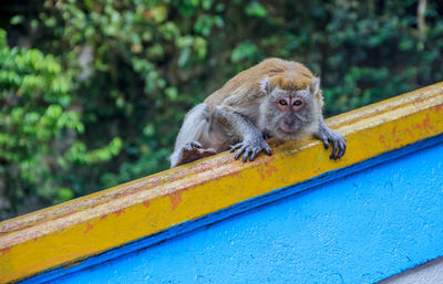 Close-up of monkey