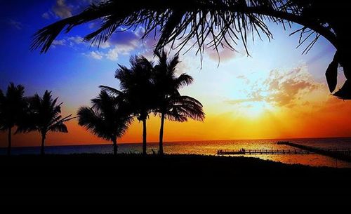 Silhouette of palm trees at sunset