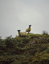 Sheep in a field