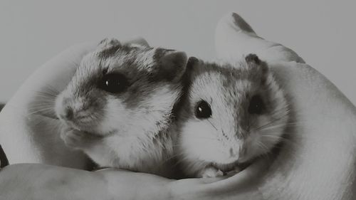 Close-up of cropped hand guinea pigs at home