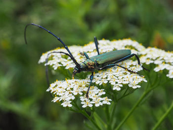 Close-up of butterfly pollinating on flower