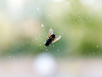 Close-up of bee flying in the sky