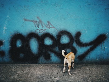 Portrait of horse standing against wall